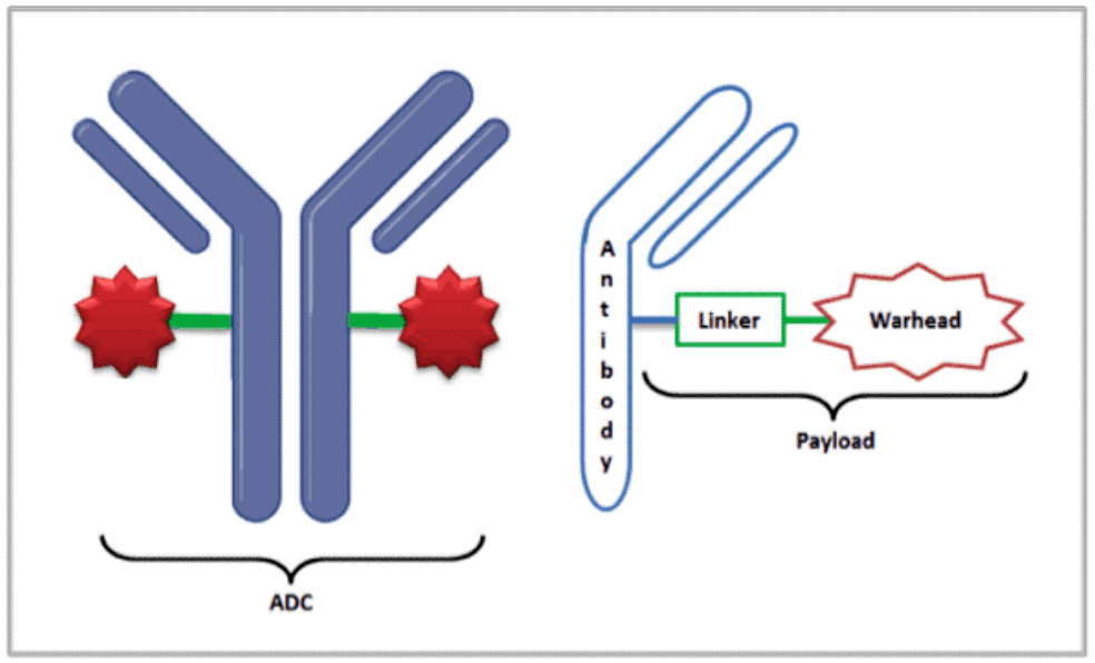 Antibody-drug conjugate schematic showing the monoclonal antibody conjugated to a cytotoxic payload via a linker.