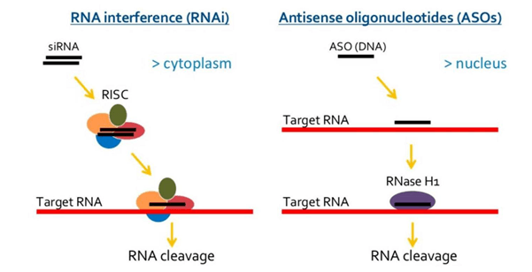 Knockdown of IncRNAs: Exploring RNAi and antisense oligo methods
