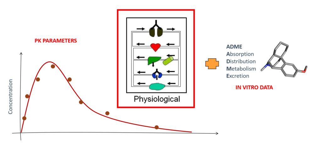 PBPK models combine physiological information about the virtual population of interest with in vitro data on a drug’s absorption, distribution, metabolism, and excretion to predict PK parameters.