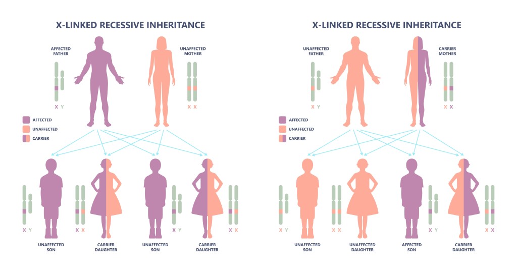 Graphic showing the potential genetic outcomes in sons and daughters from parents that are either affected, unaffected, or carriers of a disease with X-linked recessive inheritance.