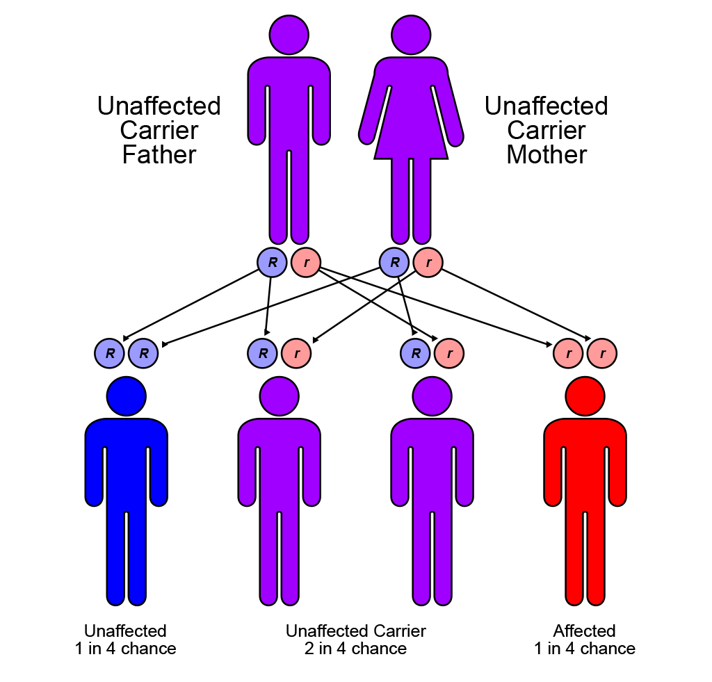 Figure 1. The genetics of FA. By en:User:Cburnett – Own work in Inkscape, CC BY-SA 3.0, https://commons.wikimedia.org/w/index.php?curid=1840082