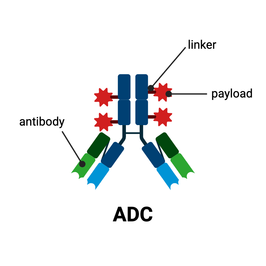 Figure 1 Antibody-Drug Conjugate (ADC) created in Biorender