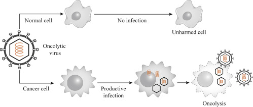 oncolytic virus