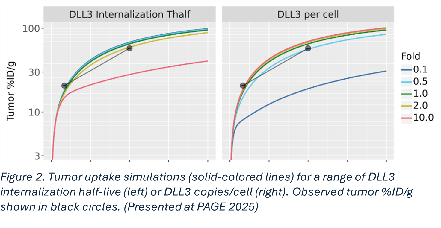 Tumor uptake simulations (solid-colored lines) for a range of DLL3 internalization half-life (Left) or DLL3 copies/cell (right). Observed tumor %ID/g shown in black circles. (Presented at PAGE 2025)